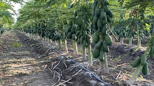 bea papaya